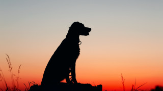 Dog silhouette rock sunset orange - a rock free wallpaper for desktop