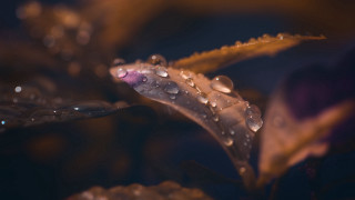 Plant waterdroplets purpleflower macro bokeh - a close up of a plant free wallpaper