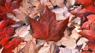 Red yellow leaves fall ground - derek chittock free wallpaper