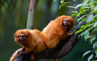 Monkeys branch forest leaves bamboo - alex petruk ape free wallpaper