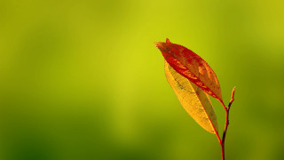 Single leaf macro autumn gradient - a single leaf free wallpaper