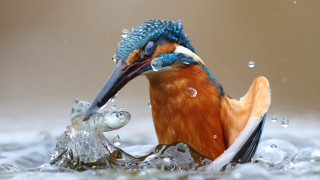 Bird fish water bubbles ice - a fish free wallpaper