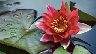 Red flower floating pond water - a pond free wallpaper