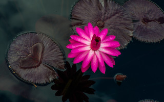 Pink flower floating pond lily 4 - saturated free wallpaper