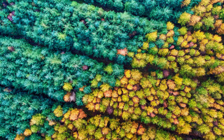 Forest trees leaves puzzle autumn - the middle of it free wallpaper