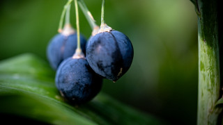 Blue berries green stem leaves - the background and a blurry background free wallpaper