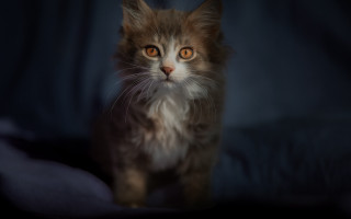 Blurry cat dark room blue - a blue curtain free wallpaper