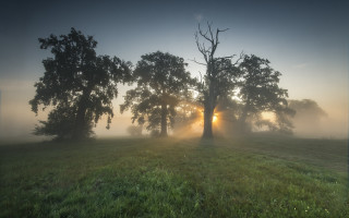 Foggy field tree sun crepuscular - crepuscular ray free wallpaper for desktop