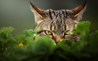 Cat green eyes hiding in - sharp focus free wallpaper for desktop