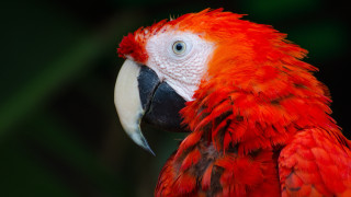 Red white parrot black background - parrot free wallpaper