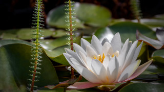 White flower green leaves yellow 3 - high detail 4k free wallpaper