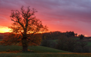 Sunset tree field clouds orange 2 - sky free wallpaper for desktop