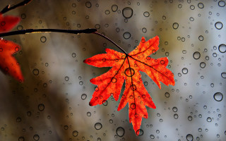 Red leaf rain water droplets - a red leaf free wallpaper