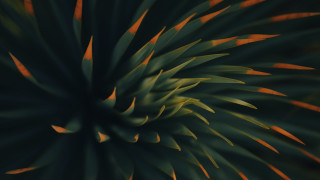 Green plant orange stripes raytraced - a red stripe free wallpaper