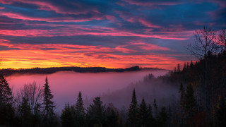 Sunset forest fog trees pink - mist free wallpaper for desktop