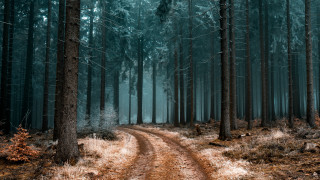 Dirt road forest trees trail 3 - both side of it free wallpaper