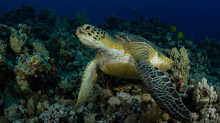 Turtle coral reef fish ocean - nearby free wallpaper
