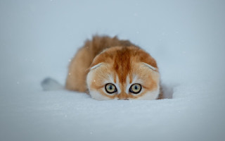 Cat snow surprised bigeyes surrealism - big eye free wallpaper