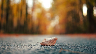 Leaf forest sunbeam autumn blurry - the background and a sunbeam in the foreground free wallpaper