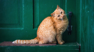Cat green door rain starry - aloysius okelly free wallpaper