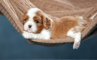 Small brown white dog hammock - a hammock free wallpaper