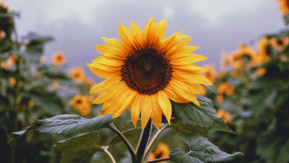 Sunflower field bee cloudy sunset - sun free wallpaper for desktop