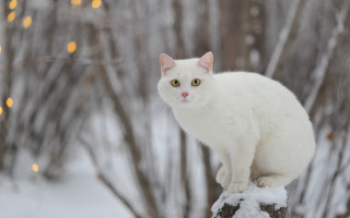 White cat snowy tree stump - a white cat free wallpaper for desktop