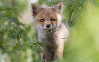 Small fox grass sad nature - a small fox free wallpaper