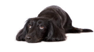 Black dog laying white background - a black dog free wallpaper