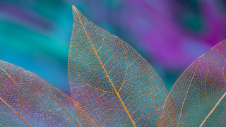 Leaf blue background purple detailed - a close up of a leaf free wallpaper