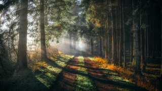 Path woods sunlight trees autumn - light ray free wallpaper