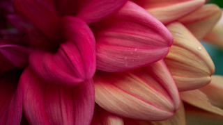 Pink flower water droplets macro 39 - elizabeth murray free wallpaper