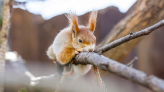 Squirrel eating branch photorealistic outdoors - a squirrel free wallpaper for desktop