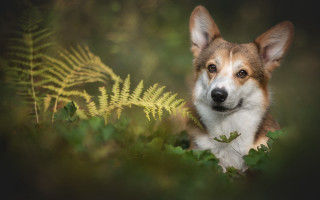 Dog sitting in grass fern - renaissance free wallpaper for desktop