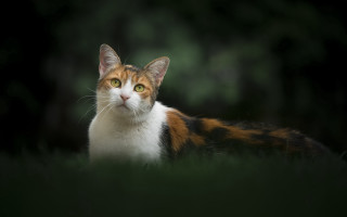 Cat green eyes grass serious 2 - impressionism free wallpaper for desktop