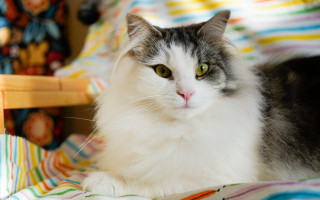 Cat blanket chair stuffed animal - a chair free wallpaper