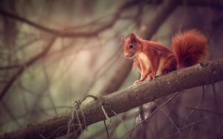 Squirrel branch forest chippy animal - a squirrel free wallpaper