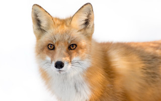 Fox brown white background black - a close up of a fox free wallpaper