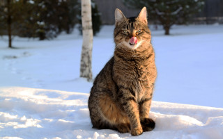 Cat snow tongue out winter - tongue free wallpaper for desktop