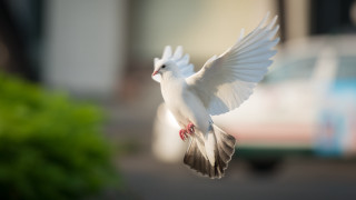 White bird flying street car - a car and a building free wallpaper