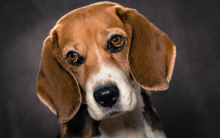 Sad shiba inu black background - free portrait wallpaper for desktop