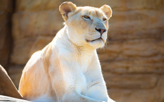 White tiger rock wall animal - top of a rock next free wallpaper