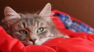 White cat blurry blue eyes - corneille free wallpaper