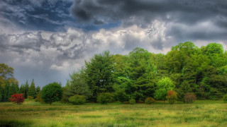 Field trees grass cloudy sky 2 - a horse free wallpaper for desktop
