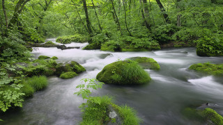 Lush forest stream moss rocks - the rock free wallpaper