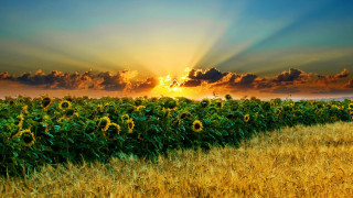 Sunflower field clouds sunset horizon - arthur quartley free wallpaper