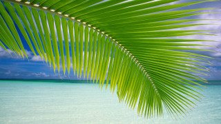 Palm leaf beach clear water - clear water free wallpaper