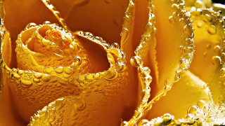 Yellow rose water droplets closeup - close free wallpaper