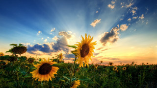 Sunflower field sunset clouds sky 4 - arthur quartley free wallpaper