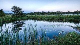 Pond trees foggy sky nature - a pond free wallpaper
